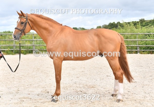 equiscot3622 - STALLION SELECTION