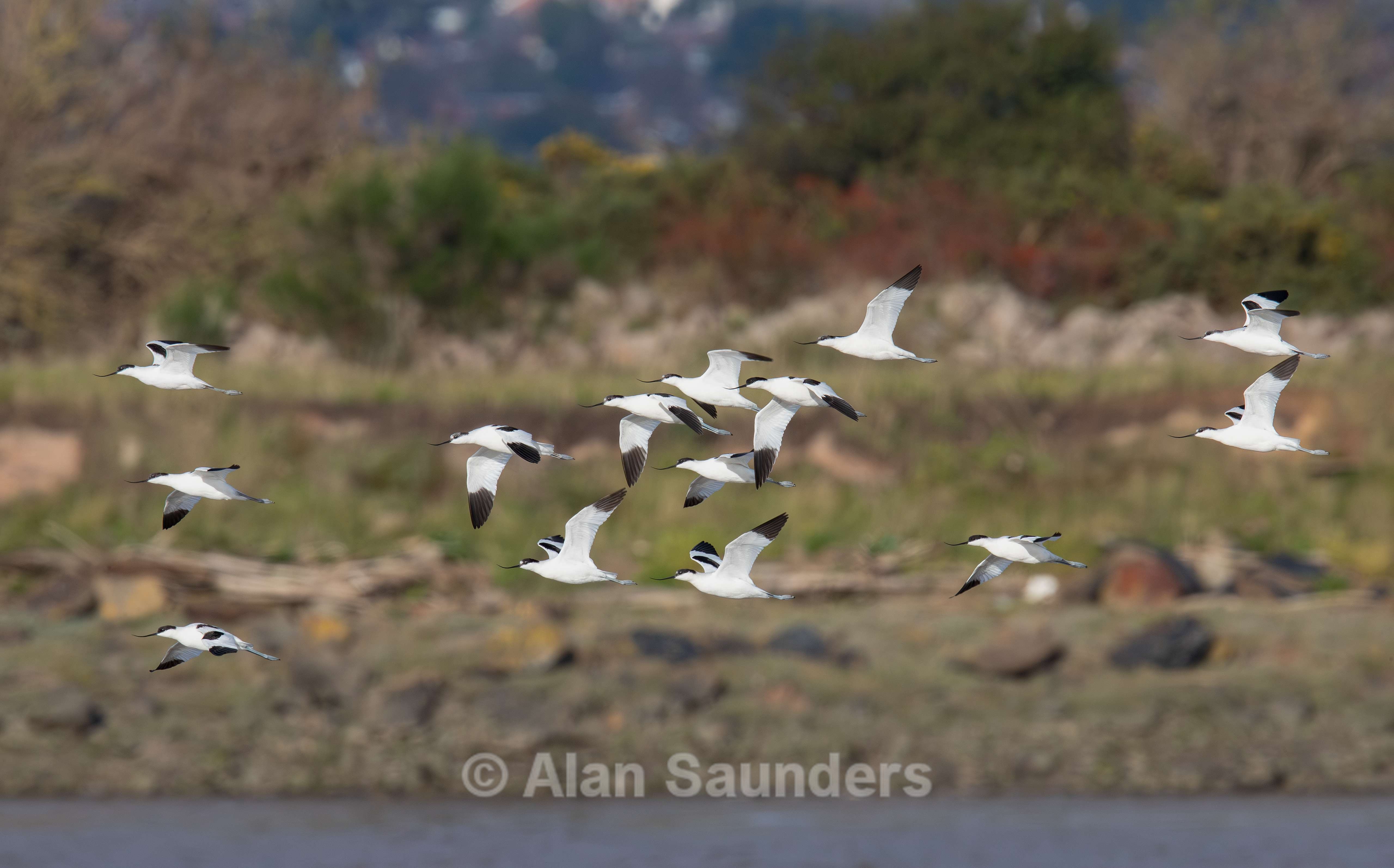 Pied Avocet 6