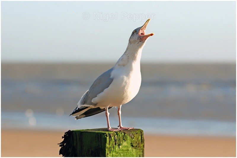 Shouting the Odds - Gulls