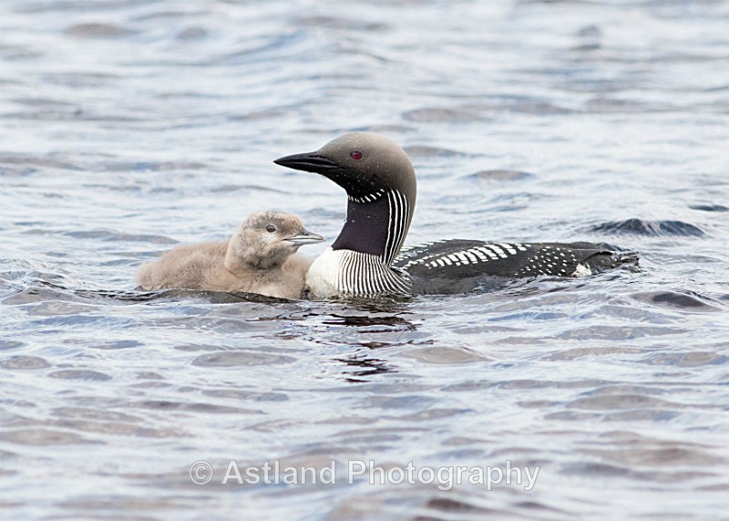 Astland Photography, Bird and Wildlife Images, Susan and Peter Wilson, U.K.