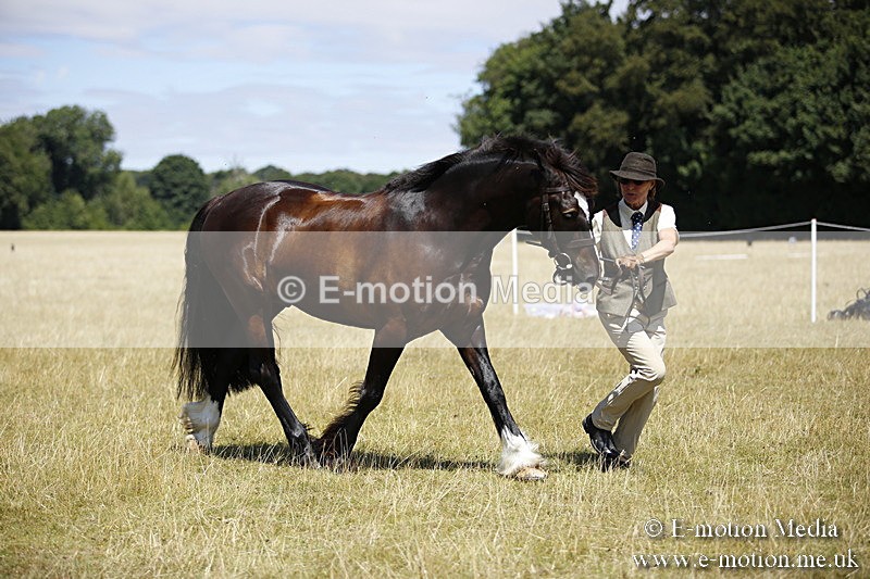 _C7A0076 - BVRC Sow 2018 Ring 2