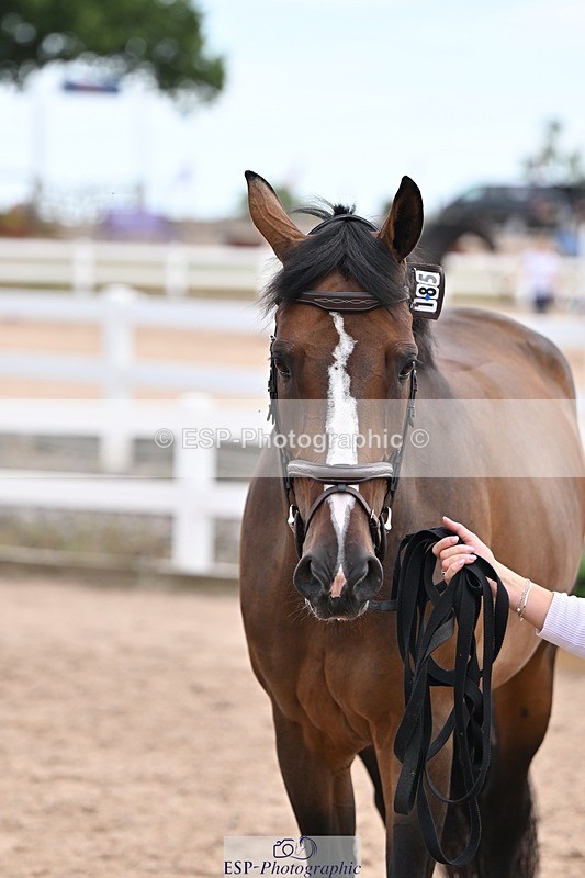 250716-135727-00815 - Trot Up 1.30 to 2.30