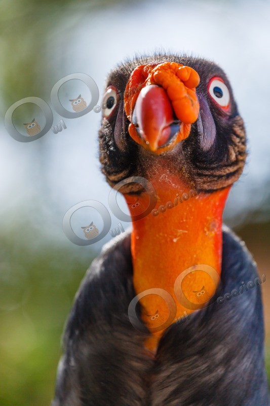 king vulture  sarcomamphus papa-7593 - BoP from around the world