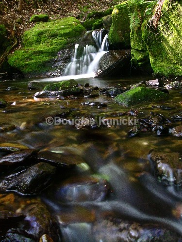  - Allegheny National Forest