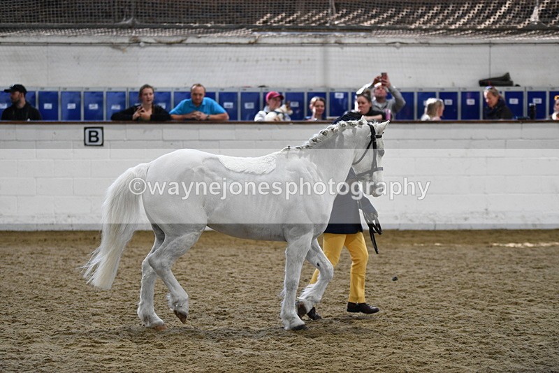 WJ5_4668 - Class 3 Part Bred In hand