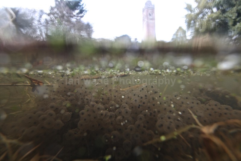 Upper pond at Brandon Hill underwater photograph - Reptiles, amphibians & pond life, Great Britian