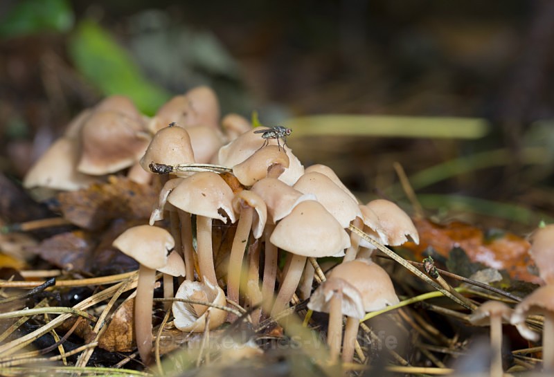 Fungi, Cholmondeley Castle, Cheshire - FUNGI (MUSHROOM) IMAGES