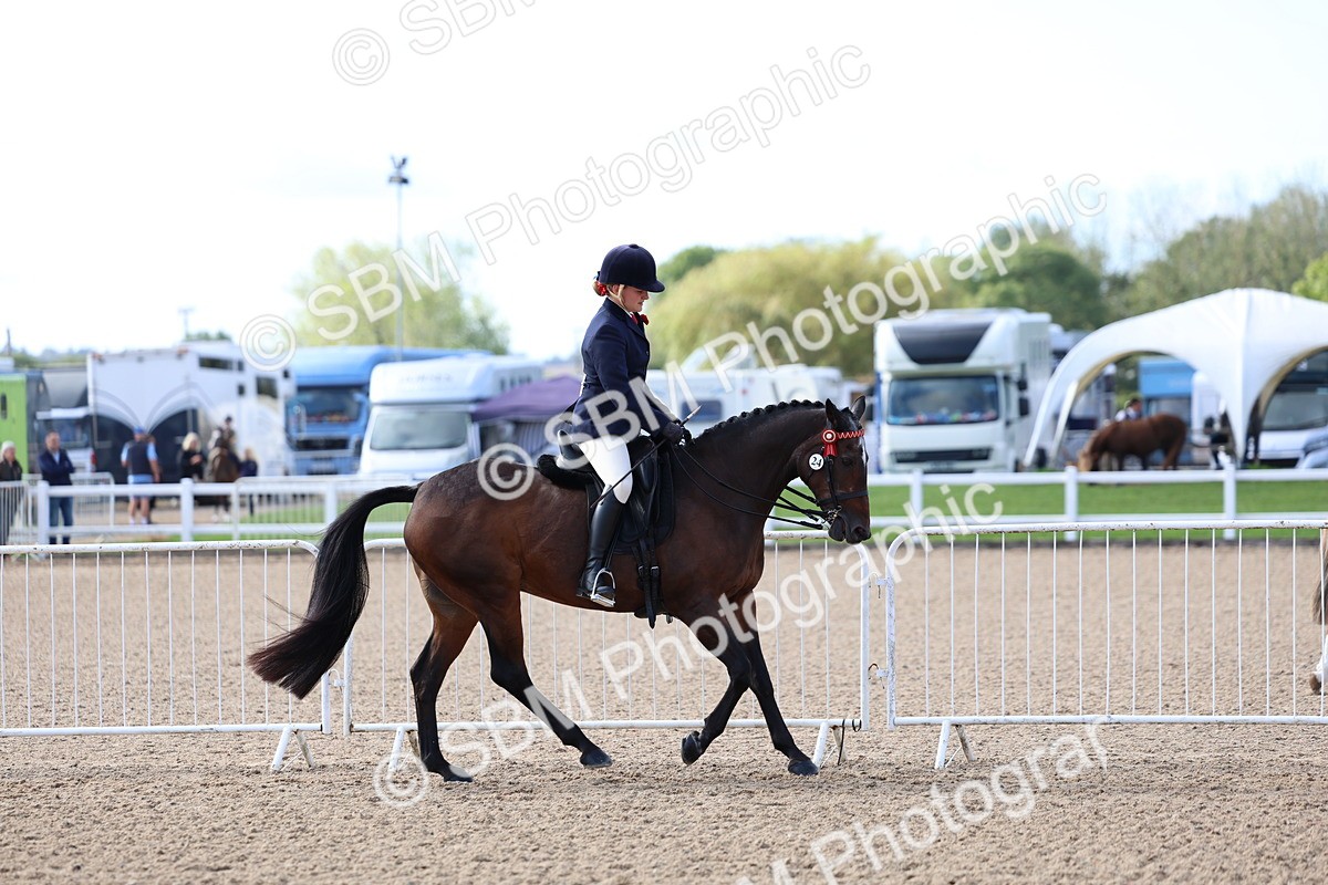 SBM_09114 - Class 303 - Ridden Pure Bred Horse Pony