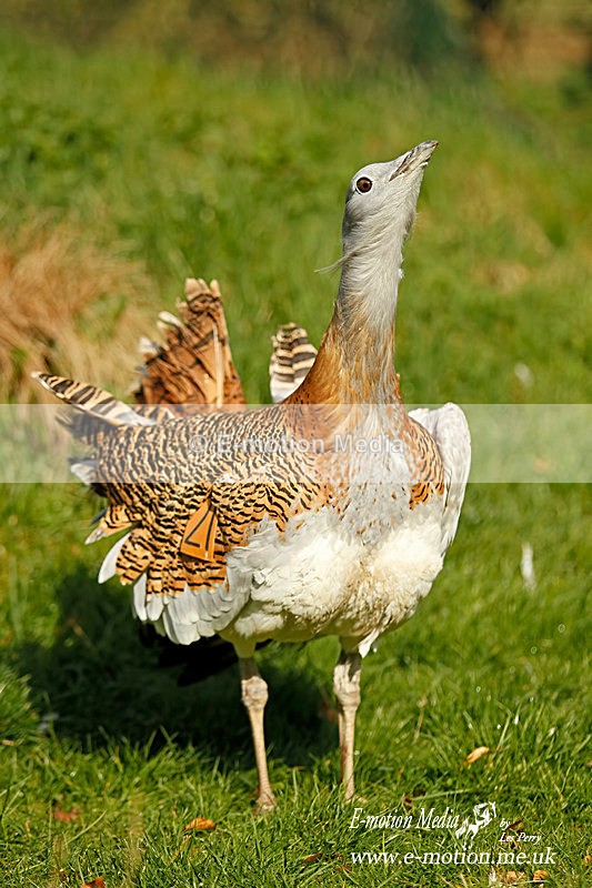 Bustard M 240311 - Nature