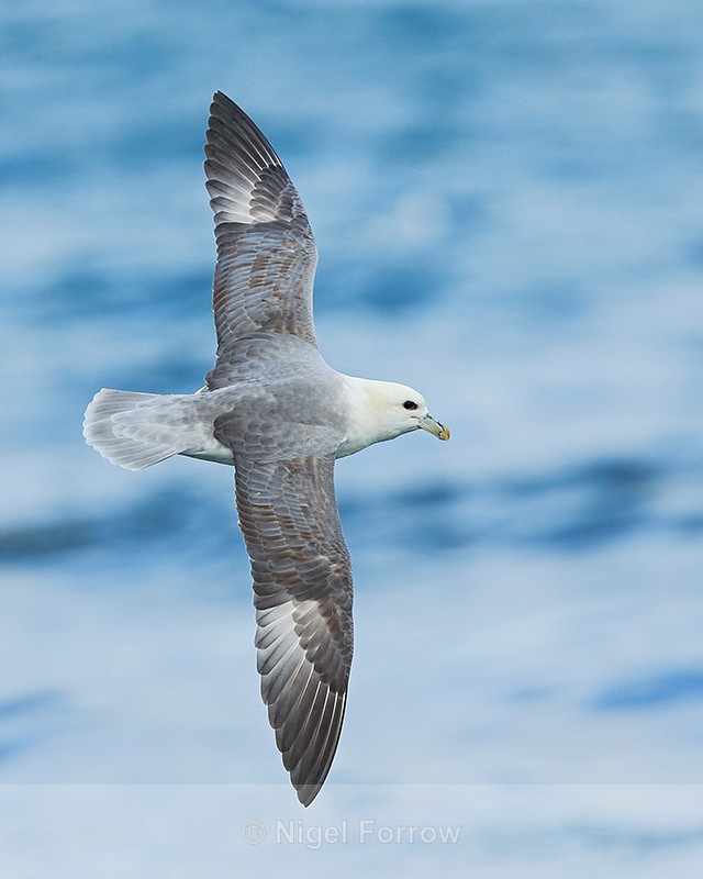 Fulmar banking in flight, Grundarfjörður, Iceland - Fulmar