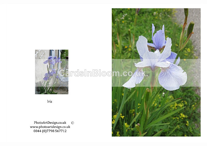 010 Iris - THE IRIS CARD COLLECTION