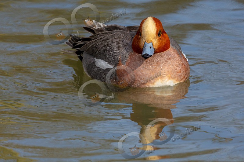 Wigeon Anas penelope-5049 - UK birds
