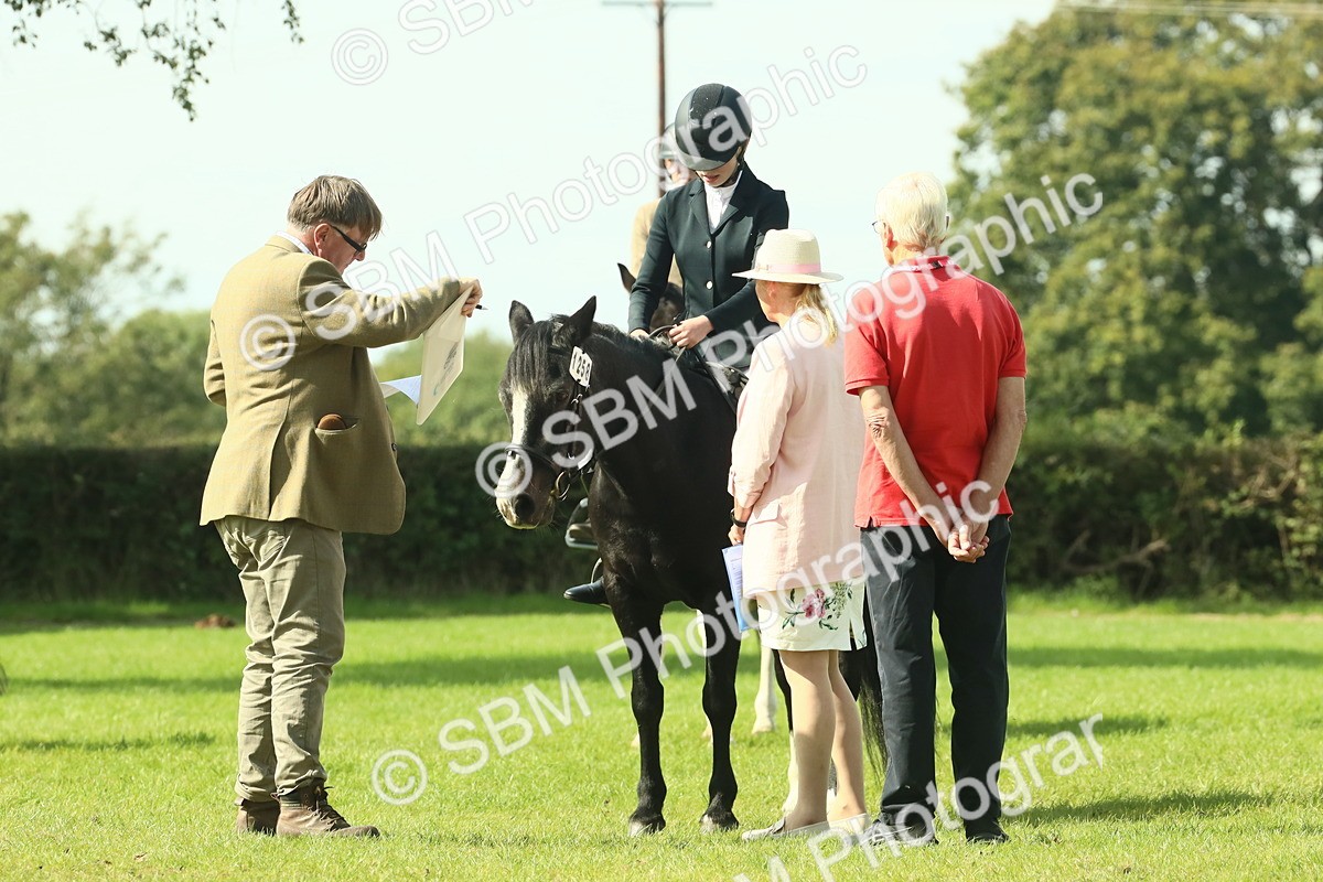 SBM_66534 - S34 - Rehabilitated Rescue Horse & Pony In Hand & Ridden