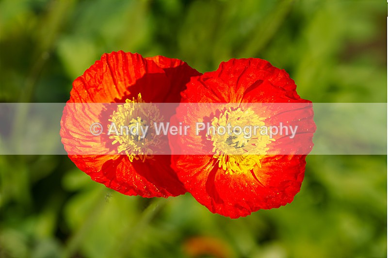 20130526-_MG_3829-1972 - Plants & Flowers