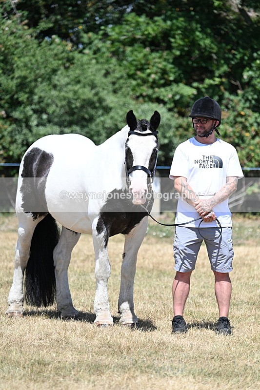 WJ7_2354 - Class 5a Most Handsome Gelding in hand (above 14.2hh)
