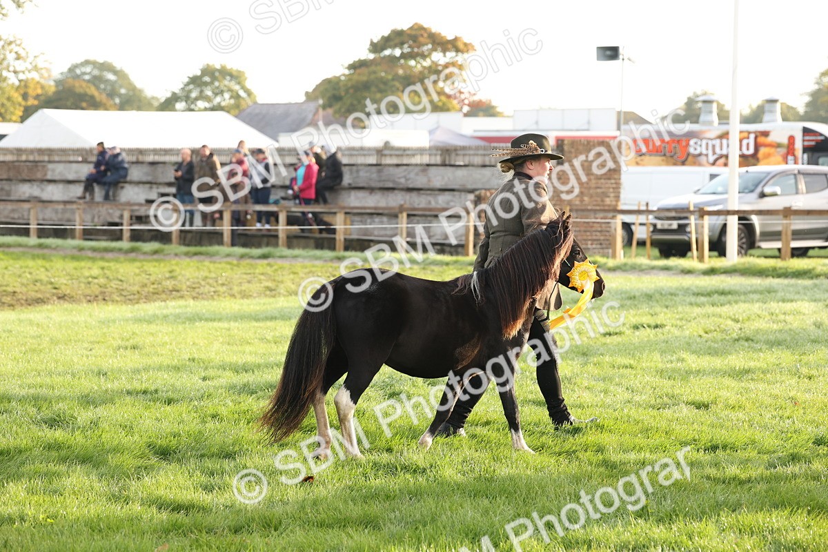 SBM_54468 - S51 - Foreign Breeds In Hand