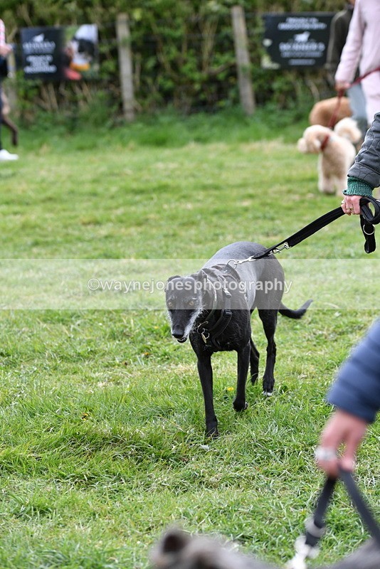 WJ5_9302 - Class 1 Best Cross Breed / Heniz 57