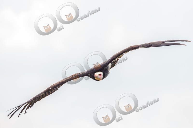 White-headed Vulture Trigonoceps occipitalis-5801 - BoP from around the world