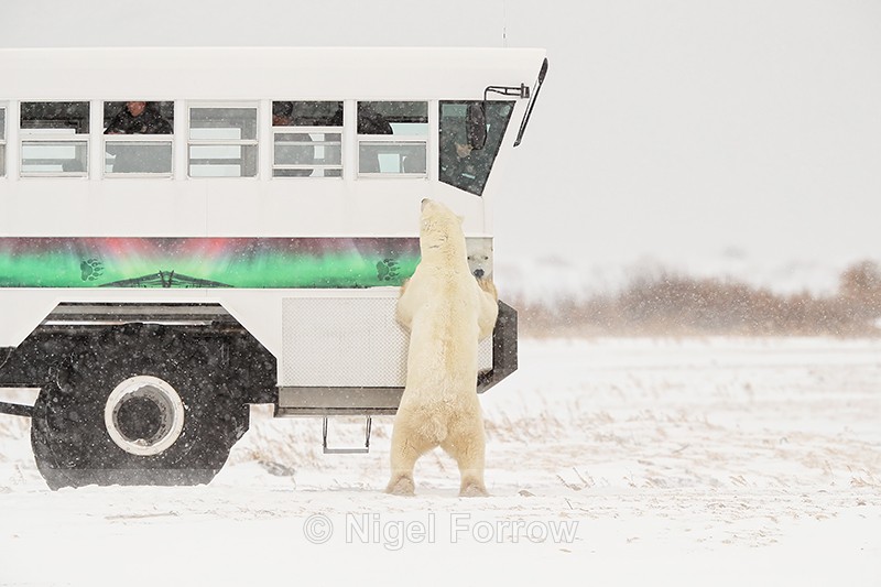 Polar Bear investigating tundra buggy, Churchill, Canada - Polar Bear
