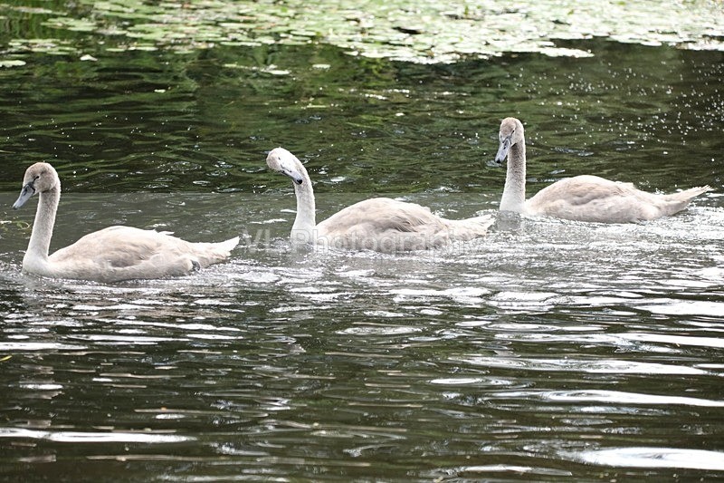 Cygnets - Animals and Birds