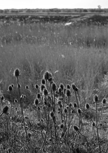  - Black and White