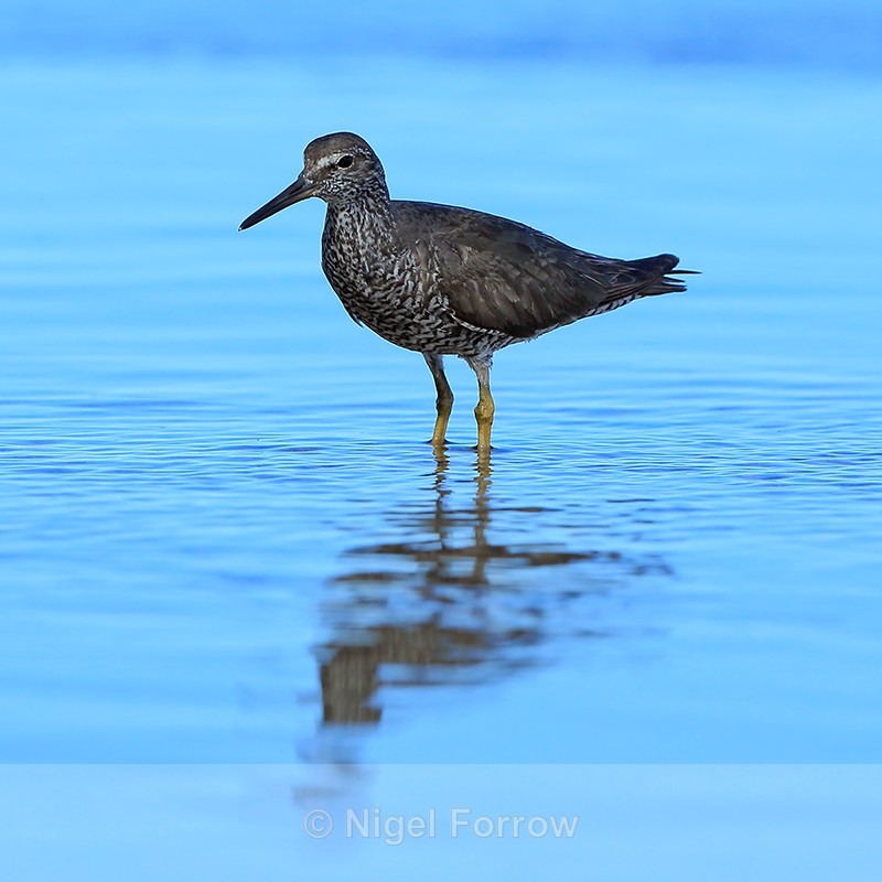 Wandering Tattler wading, Ke'e Beach, Kauai - Wandering Tattler