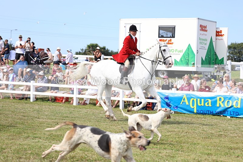 3E7A0180 - Parade of Hounds
