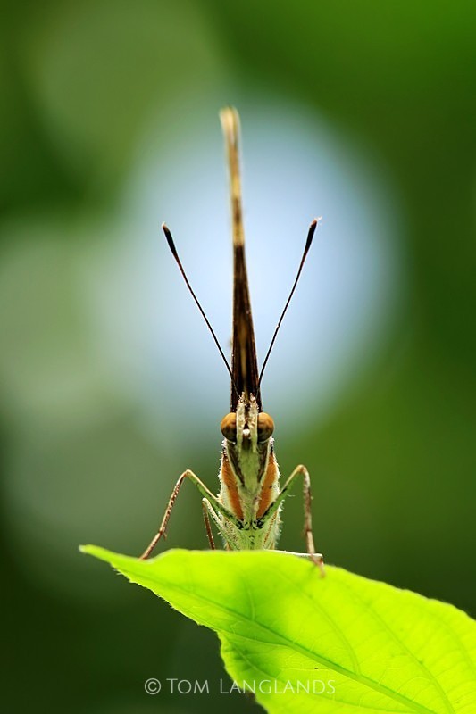 Malachite - Macro