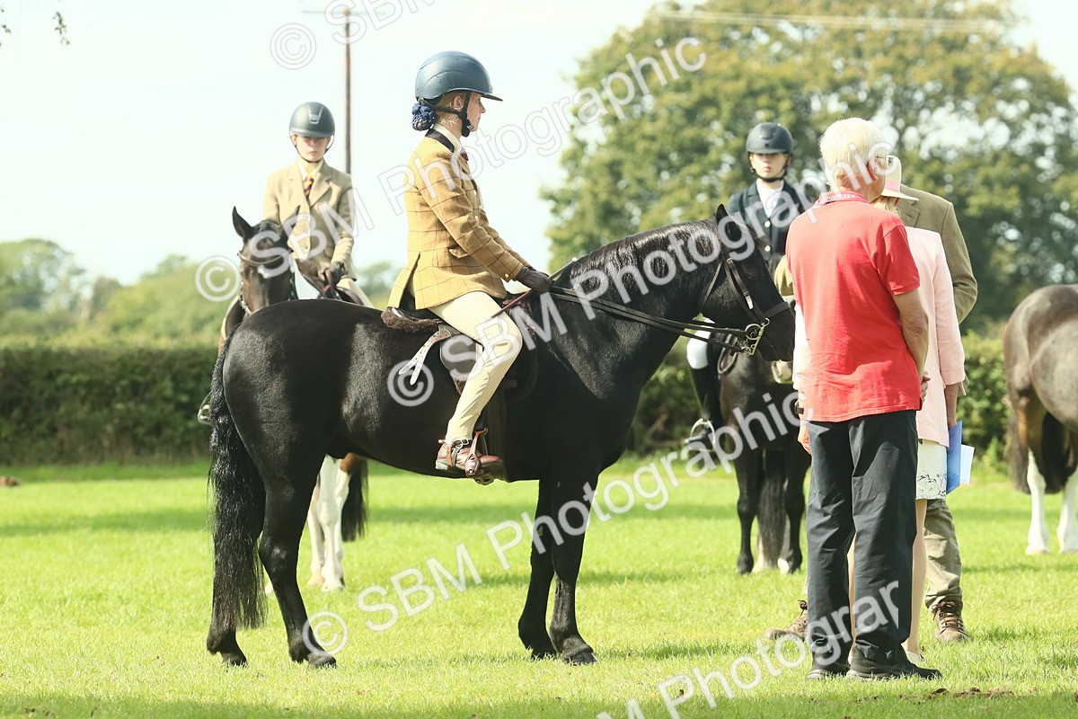 SBM_66500 - S34 - Rehabilitated Rescue Horse & Pony In Hand & Ridden
