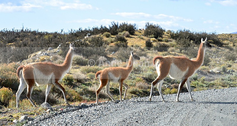 Crossing the road - Argentina and Chile