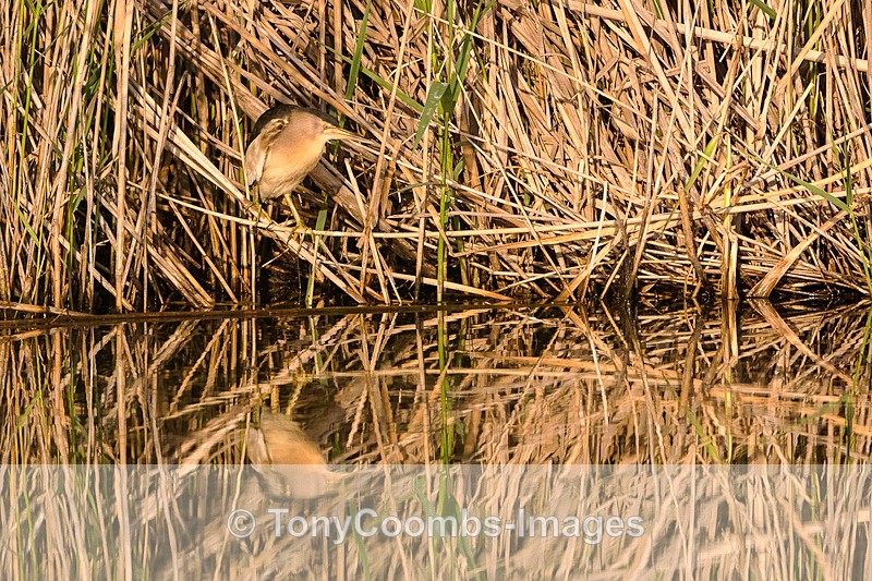 Little Bittern - Lesvos ~ Other Birds