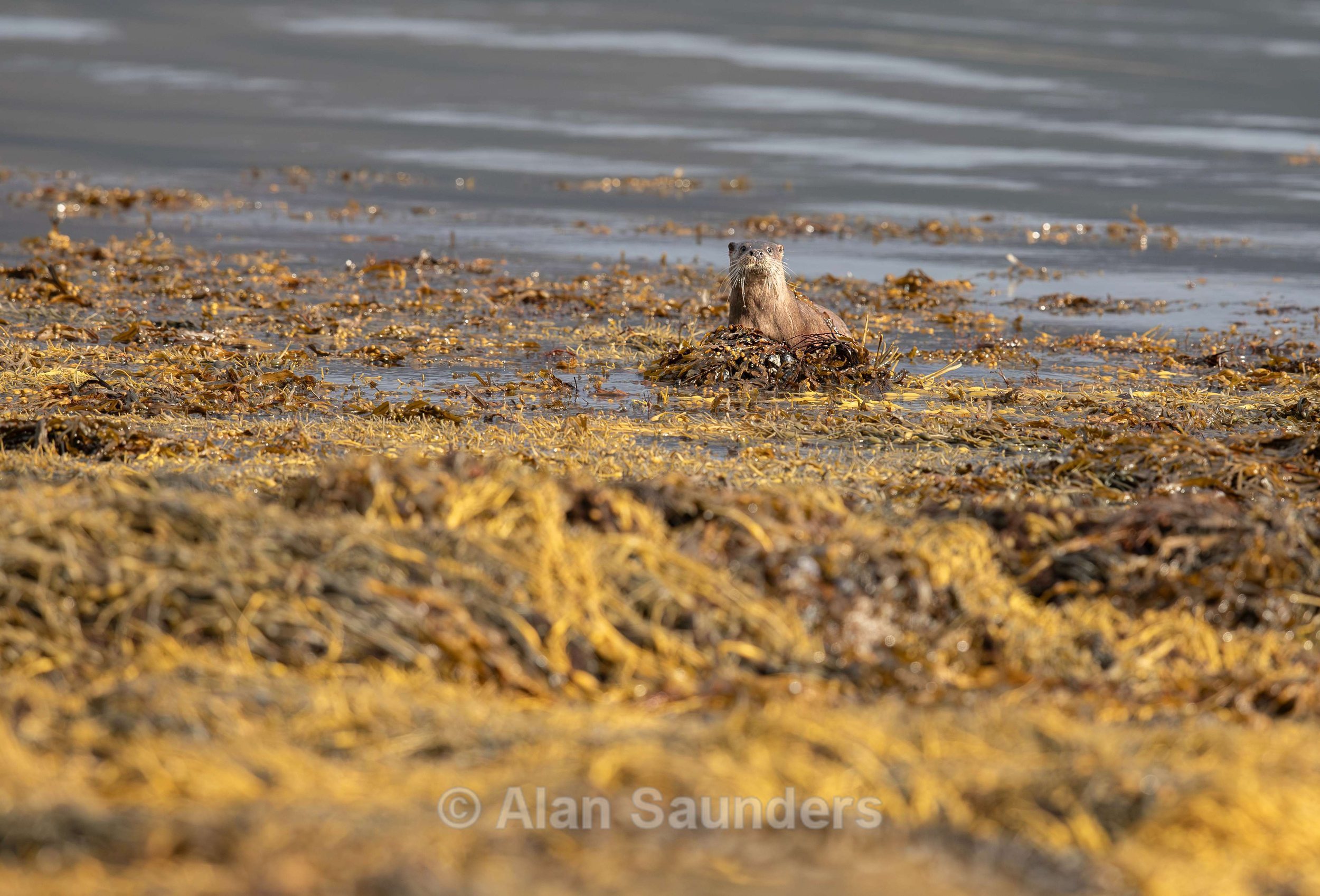 Eurasian Otter 48