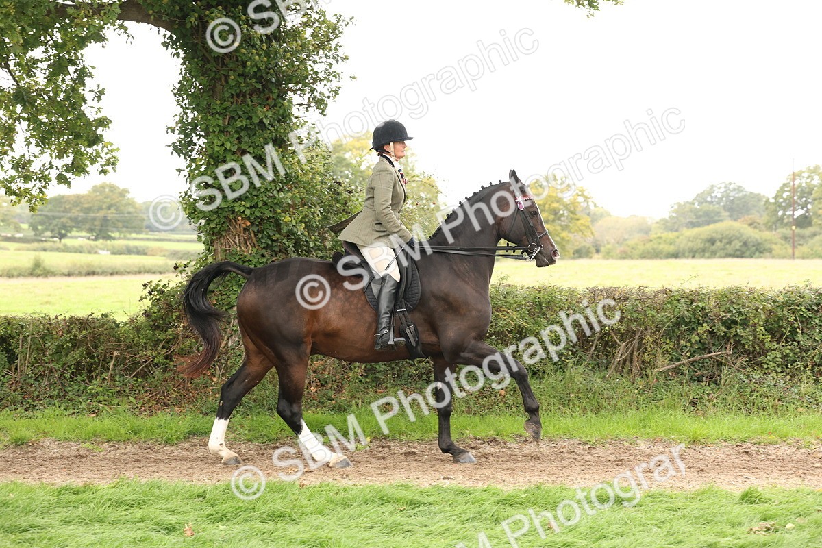 SBM_64221 - S65 - Riding Horse & Hack & Thoroughbred Ridden