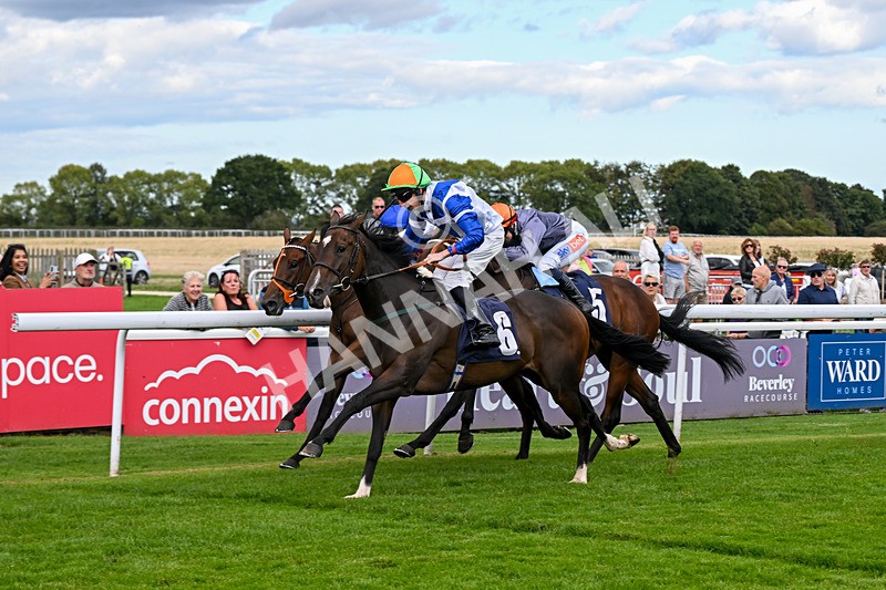 160926-Race 2-Northern Viola-9725 - Race 2 2.43pm Young Guns Nursery Handicap