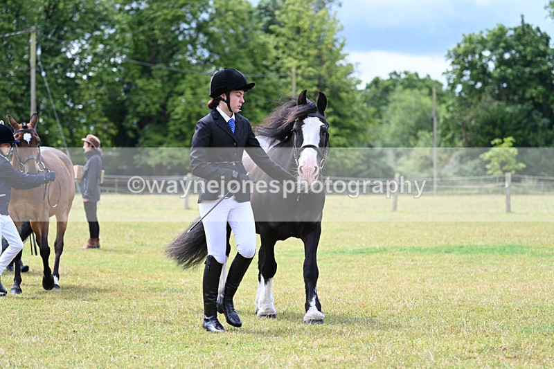 WJ7_6570 - Class 5 Handsome Gelding in hand