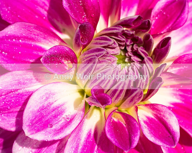 20140601-3K8A1936 - Plants & Flowers