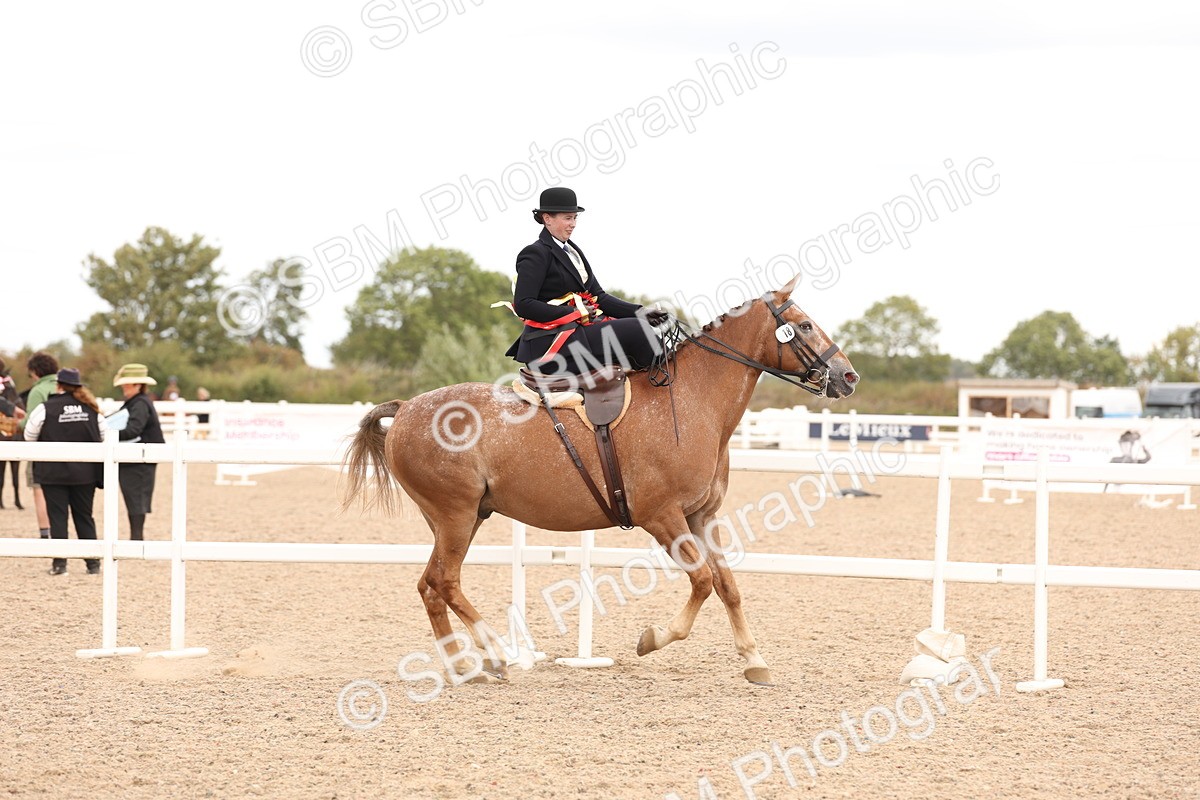 SBM_16448 - Class 211 - Best Side Saddle Horse - Pony