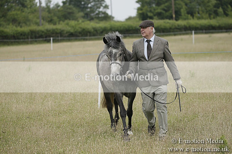 B230619-0046 - Bourne Valley Riding Club Summer Show 23/06/19
