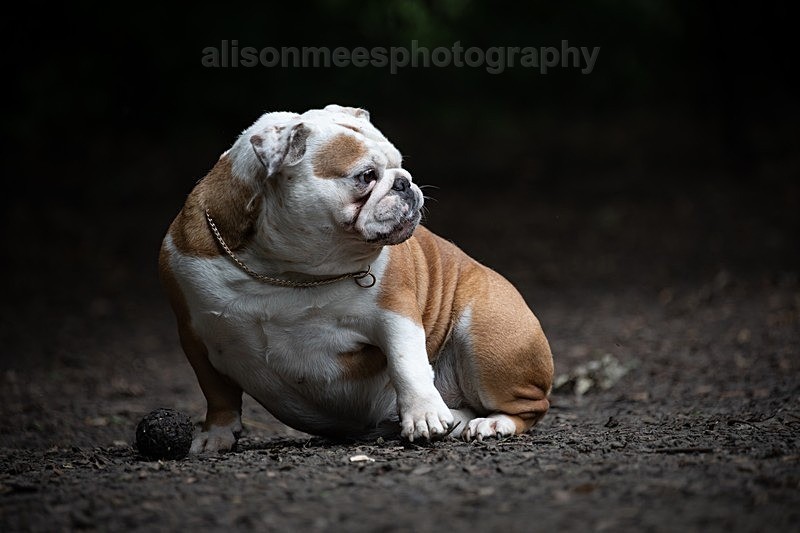  - Pet Photography