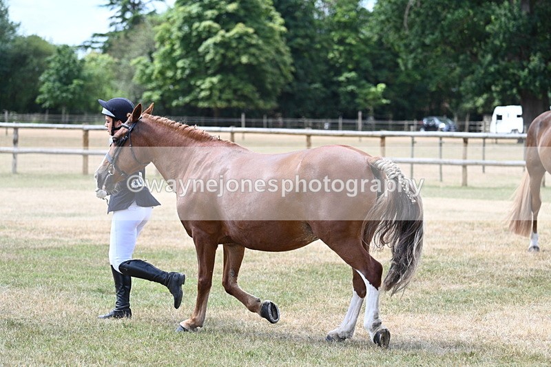 WJ7_1964 - Class 4a Prettiest Mare 14.2hh and over hand