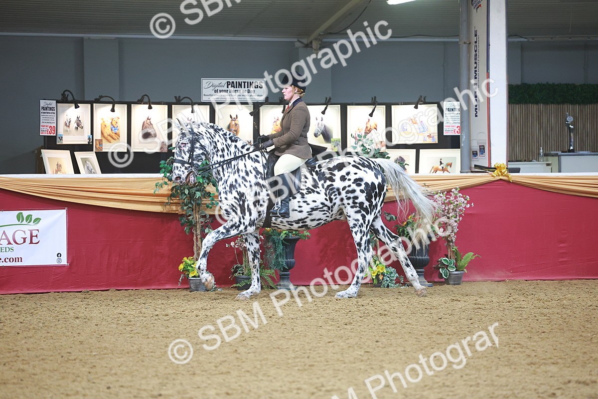 SBM_12507 - Class 103 - HOYS Veteran Qualifier - Ridden Pre Vet