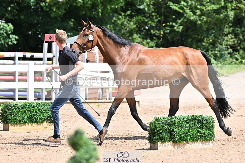240718A-105251-01249 - Trot Up 12pm to 1pm