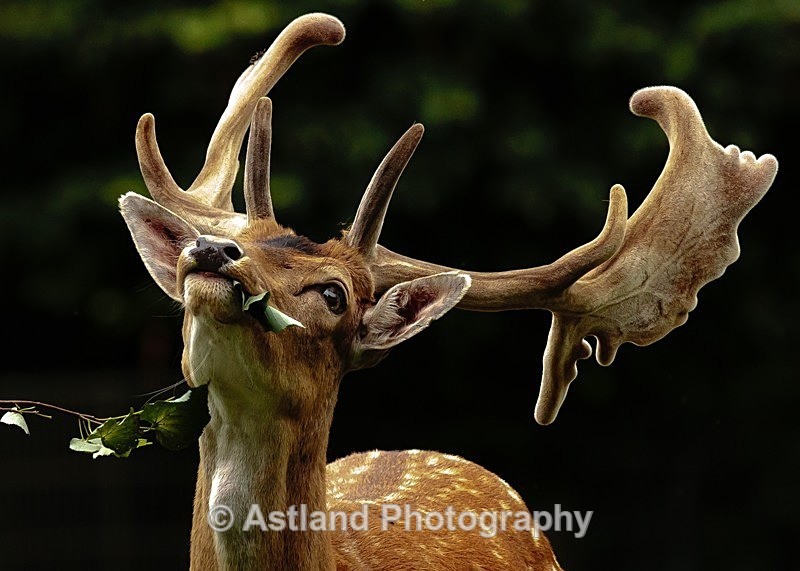 Astland Photography, Bird and Wildlife Images, Susan and Peter Wilson, U.K.