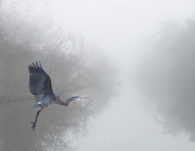 Great Blue Heron in fog - Backyard Birds of the Pacific Northwest