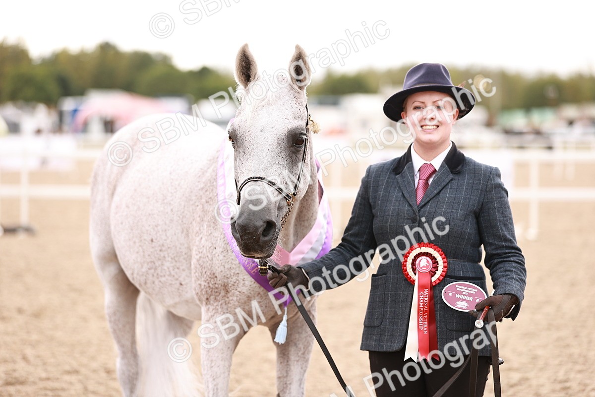 SBM_16244 - Class412 - Handsome Gelding (IH  or Ridden) Adult
