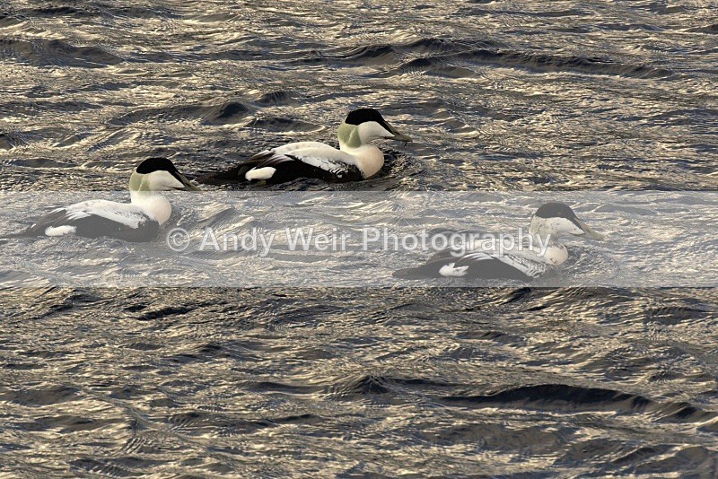 20071016-074 - Eider Duck