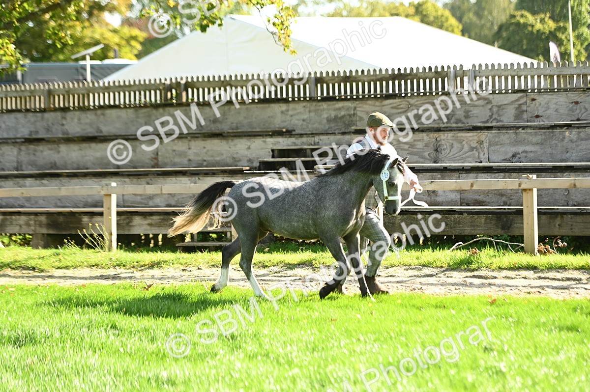 SBM_15870 - S1 - TSR in Hand Horse & Pony Showing