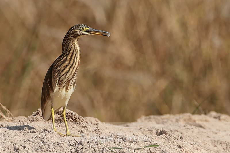 Indian Pond Heron on sand bank, Bandhavgarh, India - Indian Pond Heron