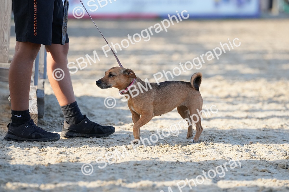 SBM_29075 - J43 - Horse & Hound Open 50cm