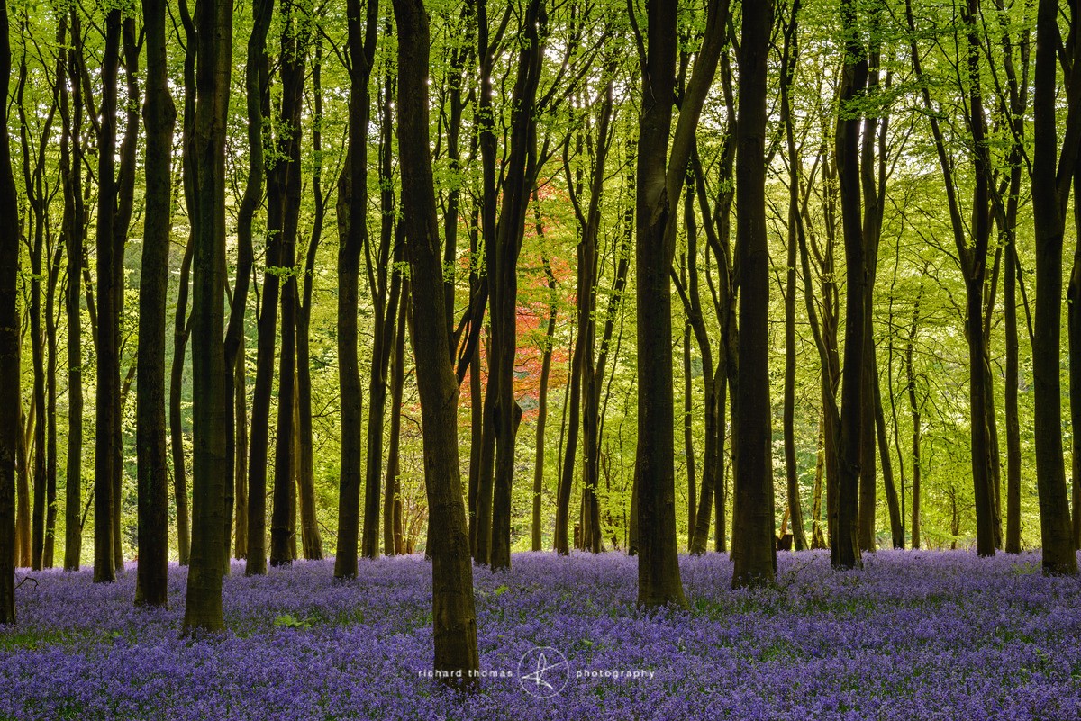 RGB - BlueWood